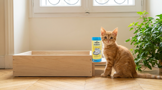 Chaton tigré orange assis près d'un petit bac à litière basse avec boîte CATDEO visible sur étagère - guide des 3 premiers mois